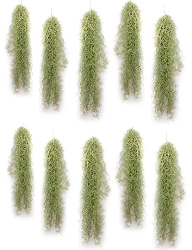 PlanDAIRE – Air Plant Tillandsien Usneoides – älvhår vitt – hängande tillandsia – hängande växt – hängande dekoration – luftväxter hängande – älvhår vit – växt utan jord (10, 50–60 cm)