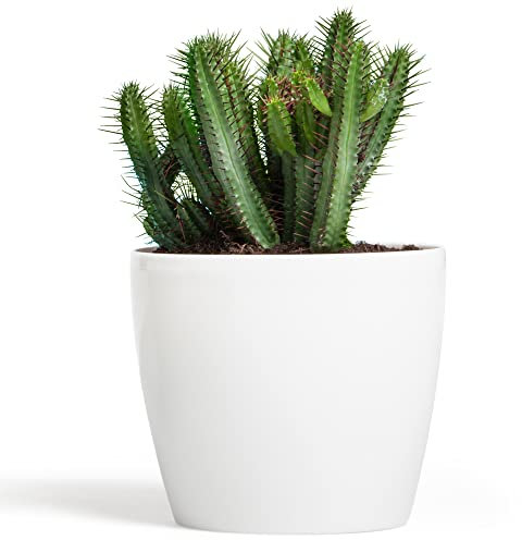 botle Pot de Fleur Rond Cache Pot en Plastique Jardiniere pour Plantes PlantesExterieures et Interieures Pot Brillant Blanc D 210 mm H 185 mm