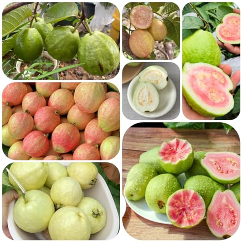 semi di guava, Psidium guajava, regali per gli amanti del giardino da nani resistenti acquistare 120pcs