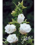Double Canterbury Bells Seed,DOUBLE WHITE(CAMPANULA Medium flore plena)Perennial