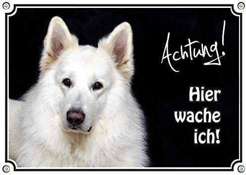 Petsigns Hundeschild Weißer Schweizer Schäferhund - Exklusives Metallschild - uv-beständig, DIN A4