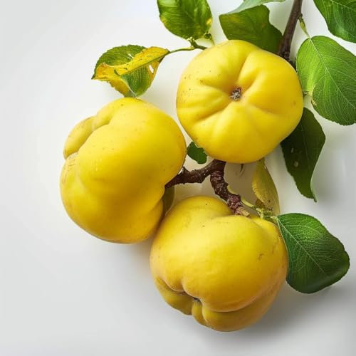 15 Quince Seeds - SemiSauvage Permaculture