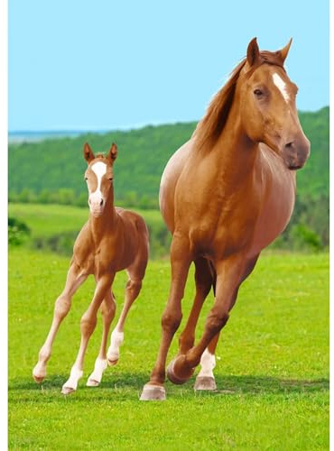 damaloo Manta polar con diseño de caballos – Manta infantil 100 x 140 cm de forro polar – Manta para sofá, sofá o coche – Manta pequeña – Manta para coche – Manta para niños pequeños