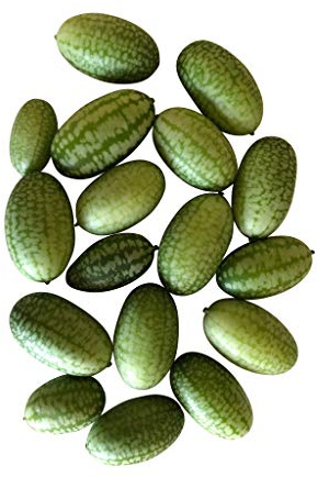 1000 Samen Mexikanische Mini-Gurke -Großpackung-