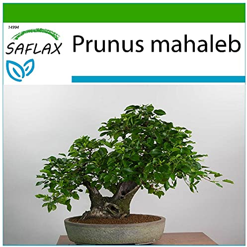 SAFLAX - Ciliegio canino/Magaleppo - 30 semi - Con substrato - Prunus mahaleb