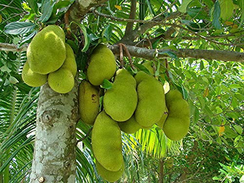 Aamish Graines d'arbre à pain 15pcs