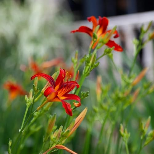 Taglilien, Hemerocallis fulva deko blumenwiese mehrjährig schattenpflanzen wildblumensamen zierblumen für sonnige plätze bio balkon blumendeko herbst deko winterharte garten 1000samen