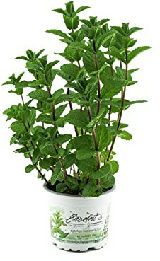 Planta de menta española, resistente al invierno de cultivo sostenible
