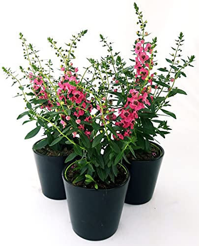 POWERS TO FLOWERS - ANGELONIA ROSA, 3 PIANTE IN VASO 13CM, pianta vera
