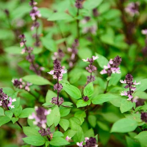 semillas de albahaca - extremadamente resistentes, balcón, perennes jardín 150pcs