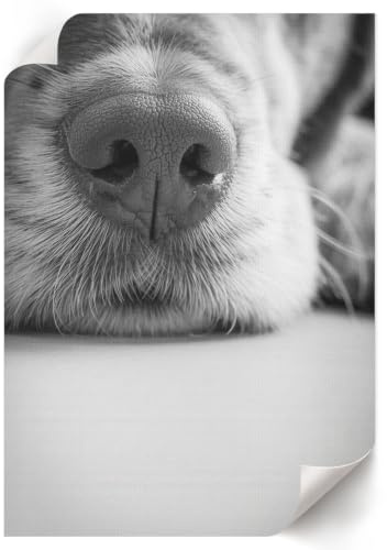 Póster para Pared 21x29,7 cm | Tamaño A4 | cara de perro