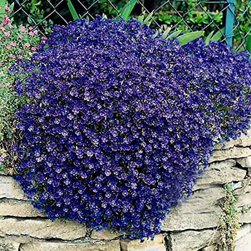300Pcs Garden Ground Cover Carpet Perennial Flower Plant Decor Rock Cress Seeds - Blue Cress Seeds - Flower Seeds Vegetable Seeds Fruit Seeds Garden Plant Seeds