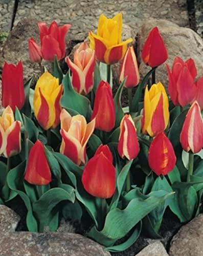 Botanische Tulpen gemischt Tulpenzwiebeln (50 Blumenzwiebeln)