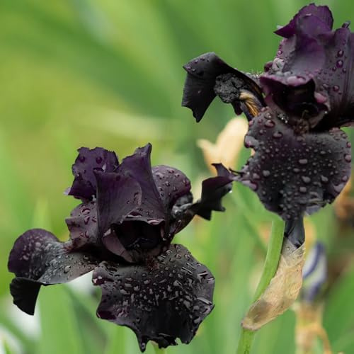 Semillas de iris - variedades antiguas Iris tectorum - exóticas semillas de jardín de balcón resistentes 250pcs