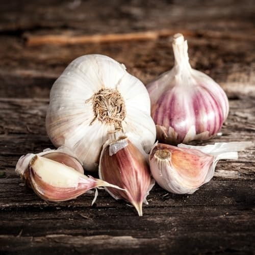 KnoblauchSamen-pflanzknoblauch,bio saatgut,winterhartePflanzenfür gartenSamen,geschenke für gartenliebhaber 450pcs