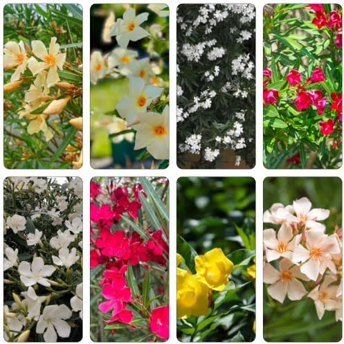 adelfa semillas de prados de silvestres interior exóticas balcón primavera decoración silvestres balcón decorativas arbusto mariposas 20pcs