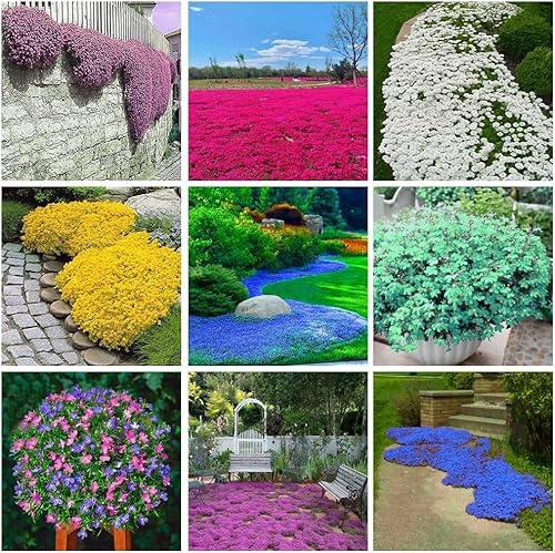Plus de 3000 thym rampants mélangés – Vivace, couvre-sol pour jardins, rocailles et balcons