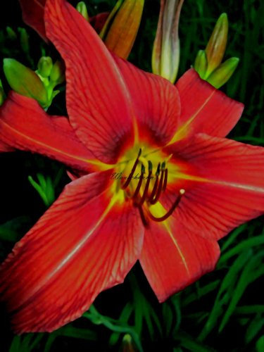 Staudenkulturen Wauschkuhn Hemerocallis Hybr. 'Jake Russel' - Taglilie - Staude im 11cm Topf