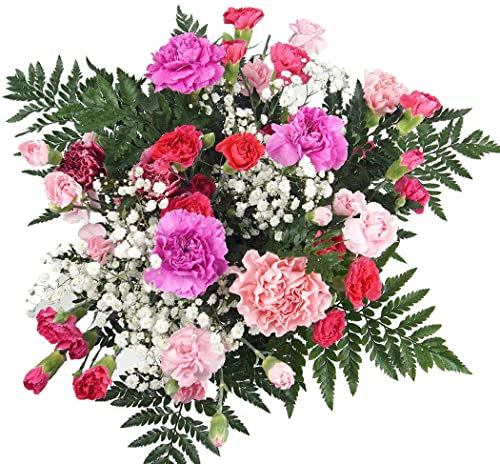 Homeland Florists Flowers Delivery Next Day Prime UK - Pink Mixed Carnation Bouquet - Long Lasting & Pretty Bunch Delivered for Mothers Day or Birthday Gift