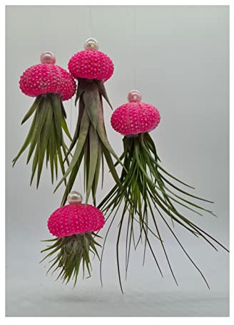Stk - 10x Seeigel Pink leuchten in Gelb Nachts mit Hängepflanze Lebende Tillandsia SI9 - Seeds & Plants Shop by Ipsa