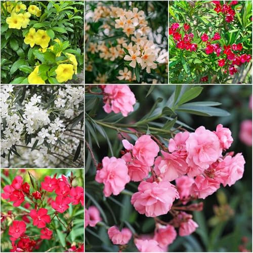 adelfa - semillas de interior trepadoras resistentes - Serie de raras balcón resistentes para el jardín semillas 12pcs