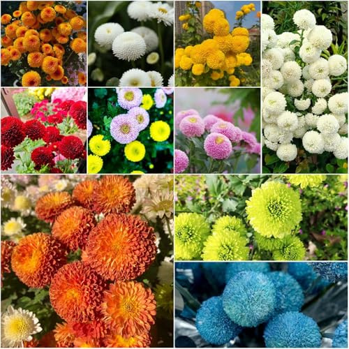 chrysanthemen für draußen blumenwiese mehrjährig winterhart balkon Seltene Serie blühende pflanztöpfe herbstblumen winterhart zimmerpflanzen 300samen
