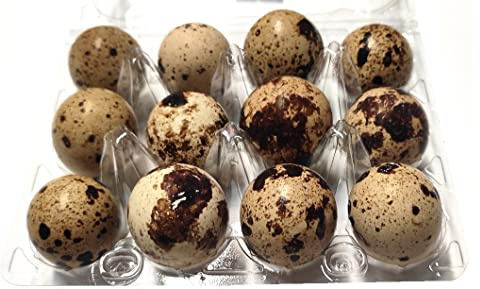 Wachteleier 12 Stück rohe frische Wachtel Eier leckere Delikatesse Speiseeier 120g