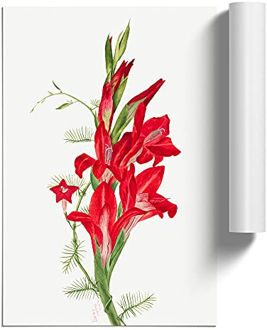 Cannas And Cypress Vine By Mary Vaux Walcott | Unframed Wall Art Print | Ready to Frame Poster | Modern Home Decor Picture | Artwork for Living Room, Bedroom or Office | A2 (42x59.4 cm)