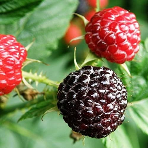 Vivai le Georgiche - Pianta vera di Lampone Nero Jewel - Unifero Medio Rubus occidentalis 'Jewel' - vaso Ø 15 cm