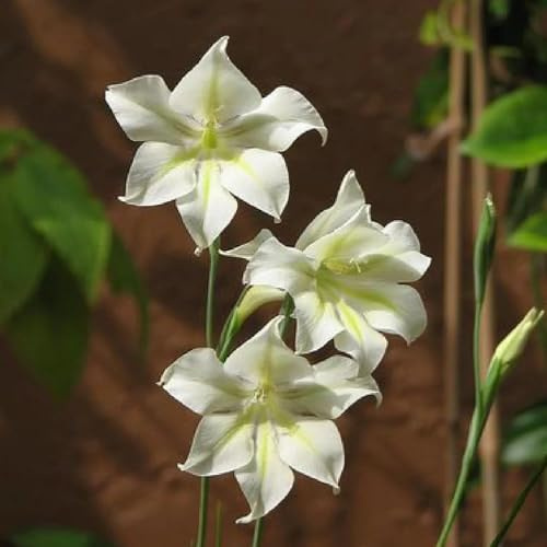 15bulbi di gladioli per luoghi soleggiati, giardino di gladiolo di aconiti invernali, balcone era