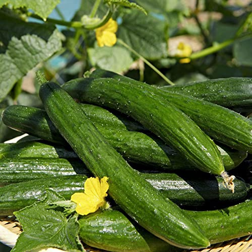 Gurkensamen pflanztöpfe bio steingartenpflanzen winterhart gurken pflanztopf pflanzendeko pflanzensamen winterharte kübelpflanzen balkon garten wintergemüse winterharte stauden 300samen