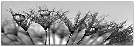 Leinwandfoto als Panorama SCHWARZ/WEISS 150x50cm Pusteblumen Löwenzahn Wassertropfen