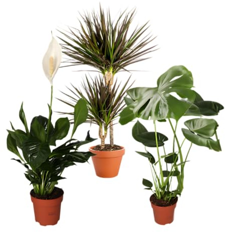 Plante Plus Lot de 3 purificateurs d'air | Monstera, Spathiphyllum, Dracaena | Ø 40-70 cm | qualité professionnelle | végétalisation d'intérieur | plantes pour appartement et bureau