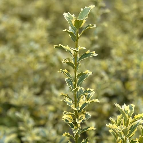 semi di agrifoglio - perenni resistenti biologici balcone 300pcs
