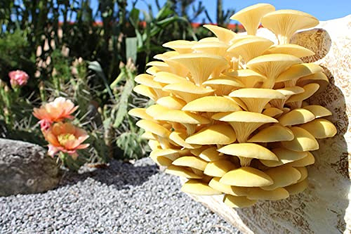XXL Bio Limonenpilz Pilzzuchtkultur - Pilze selber züchten