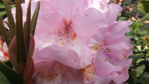 Großblumige Alpenrose Masaya - Synonym Krakatau - Rhododendron hybride Masaya - 30-40cm