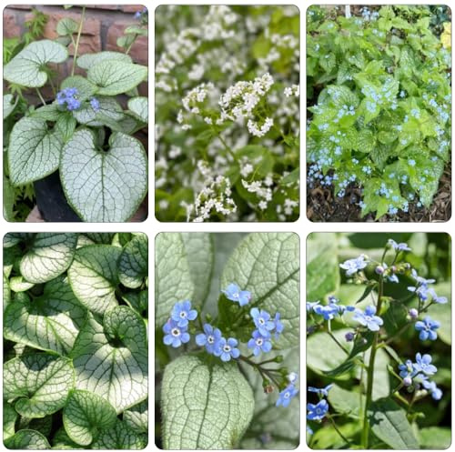 kaukasus vergissmeinnicht blumensamen winterharte stauden dauerblüher wildblumen balkonblumen wohnzimmer deko topfpflanze blumensaat bodendecker winterhart mehrjährig wildblumensamen 100samen