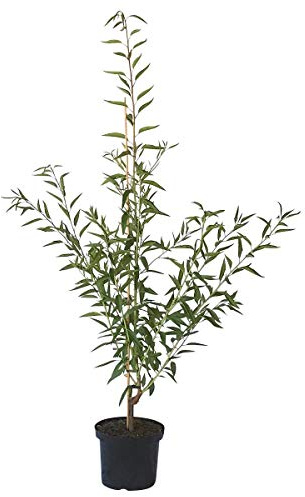 Mandelbaum Mandelkönigin robuste selbstfruchtbar Süßmandel Buschbaum 110-140 cm im 10 Liter Topf
