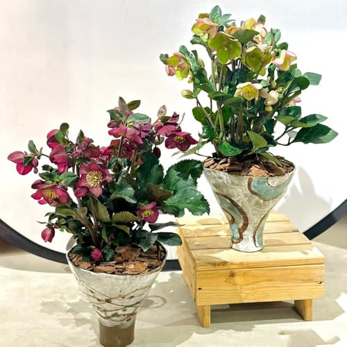christrosen kaufen - winterharte balkon, garten 300samen