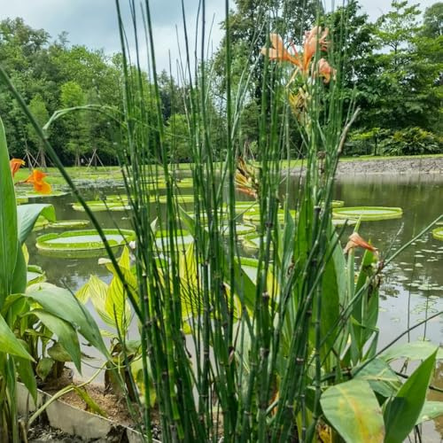 Equisetum hyemaleSamen, wasserpflanzen wildkräuter garten teichpflanzen kräutersamen kräuterpflanzen kräutergarten steingartenpflanzen winterhart 180pcs