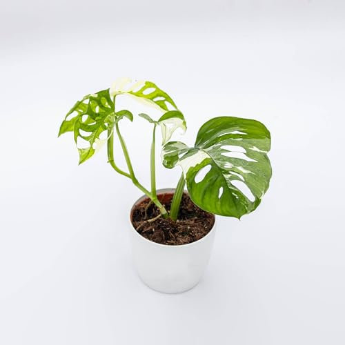 Pianta vera di Monstera adansonii Variegata - Diametro Vaso Ø 10,5 cm