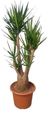 Riesen-Palmlilie - Yucca Elephantipes - Zimmerpflanze - 190cm - ø55cm