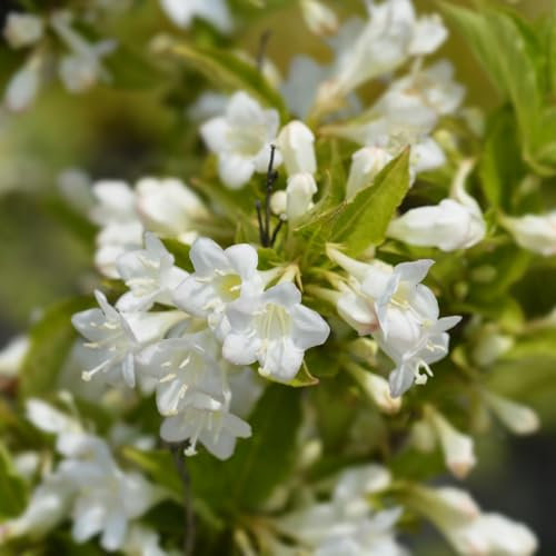 Weigela 'Bristol Snowflake' - White Flowering Shrub, Compact and Long-Flowering, Wildlife Friendly, 1X 3 Litre Pot by Thompson and Morgan