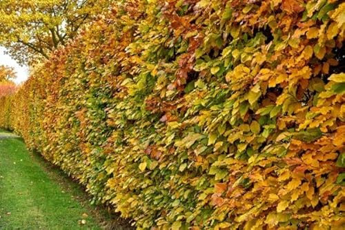 15pcs hêtres communs 80–120 cm – haie de jardin – plants de haie – Fagus sylvatica – hêtre rouge – plants à racines nues – hêtres pour haies denses