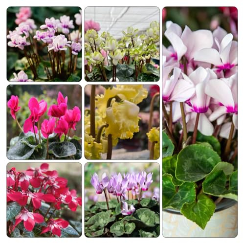 Ciclamino vaso decorazione d'appartamento esotiche giardino estivi per tetti verdi semi biologici serre balcone semi di 850pcs