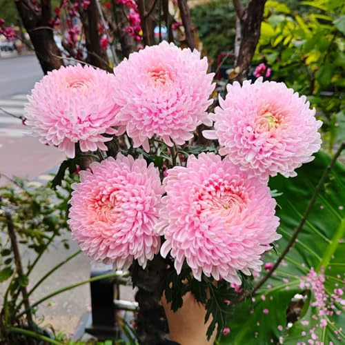 semi di crisantemo - giardino perenni resistenti esotiche balcone primaverili 350pcs