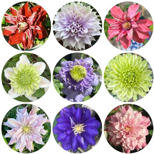 6zwiebeln clematis blumenzwiebeln kletterpflanzen frühlingsblüher seltene, gartendeko für draußen winterharte garten