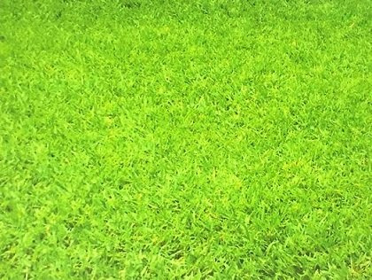 Edible Football Court/Field, Rugby, Basketball, Golf, etc; Green Grass; (A4 with Outer Borders) Edible Wafer Paper/Sheet; CakeTopper/Decoration