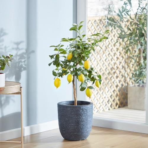 Fruit Citrus Meyer Lemon Tree - Large Lemons, Fragrant Flowers - Ideal for Patio Containers - Self-Fertile - 18cm Pot x1 by Thompson & Morgan