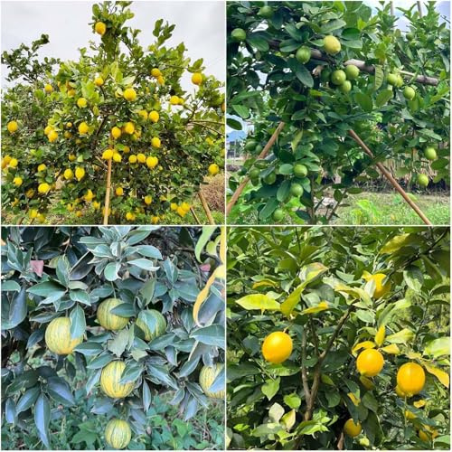 Limonero resistente - semi di limonero nano semi di balcone resistenti organici di 75pcs